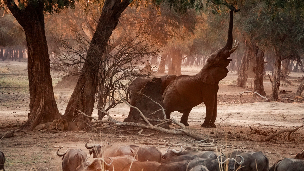 Elefanten bei Safari in Lower Zambezi, Sambia