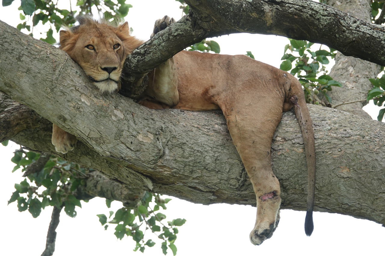 Löwe beim entspannen auf Safari in Uganda