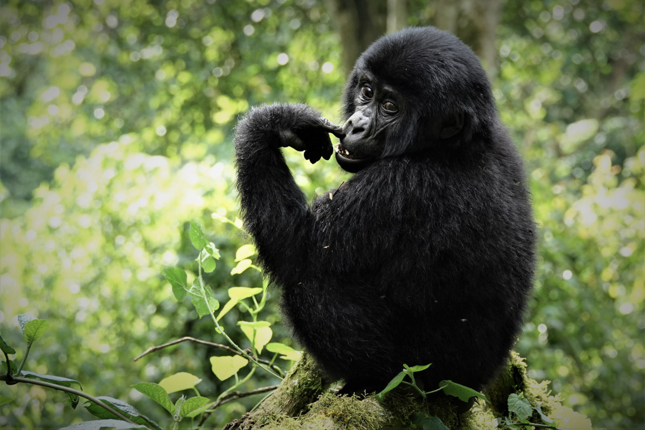 Essender Gorilla in Uganda