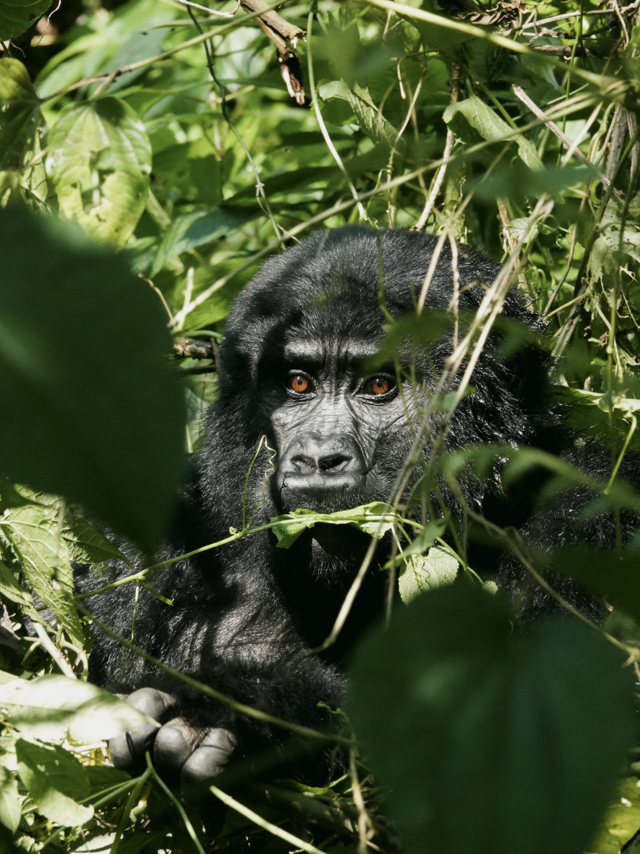 Gorilla-Trekking im Bwindi Nationalpark, Uganda