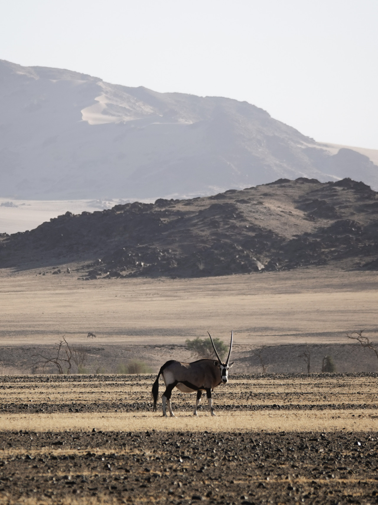 Oryx bei einer Safari mit Karibu in Namibia