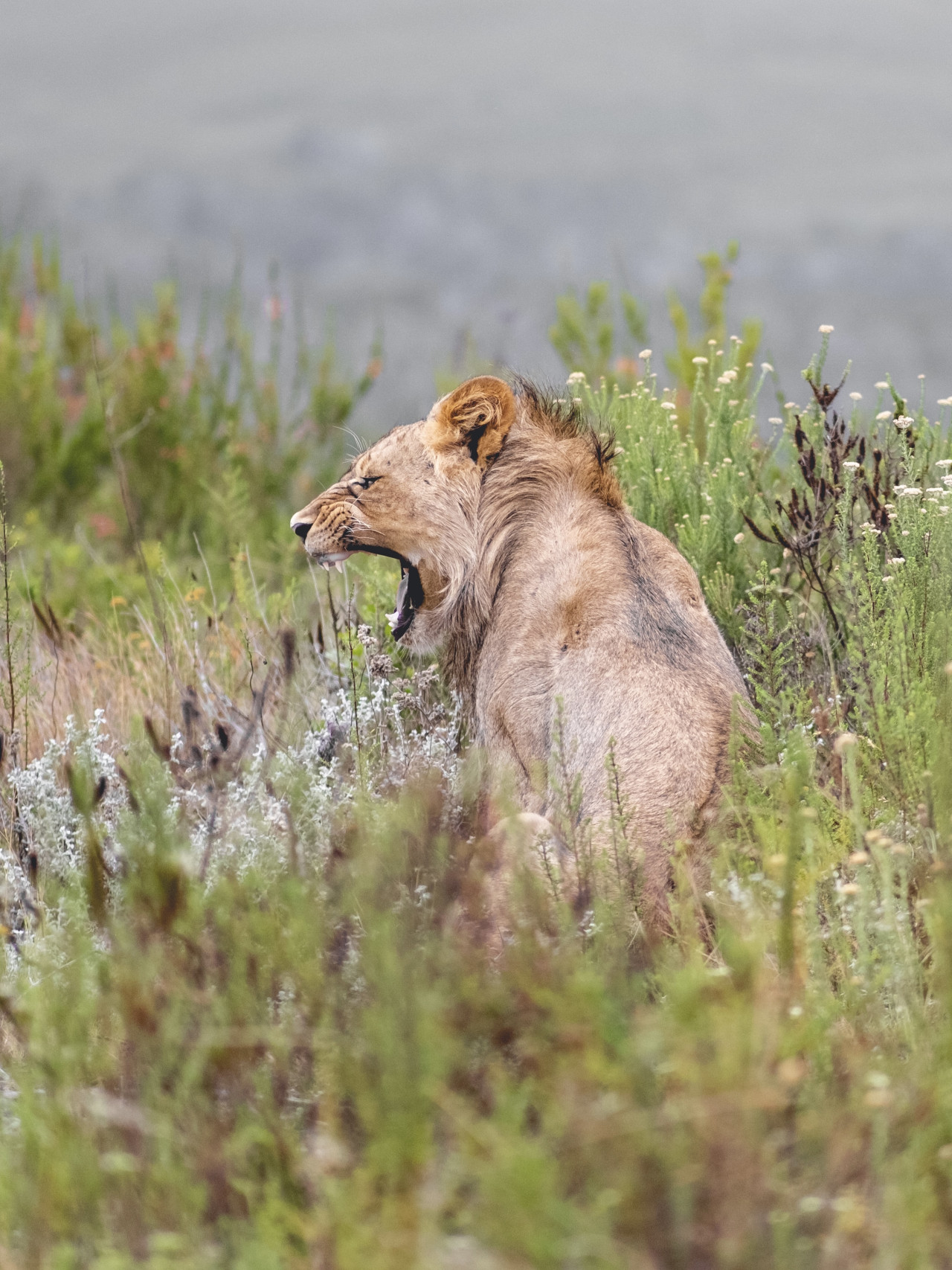 Blühende Wiese mit Löwin bei Pirsch mit Karibu Safaris in Tansania