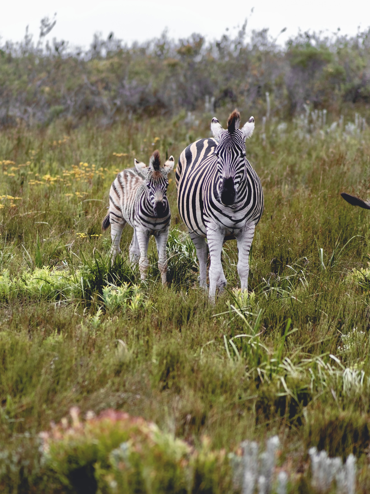 Zebra mit Jungtier während Fahrt zum Ngorongoro Krater, Tansania