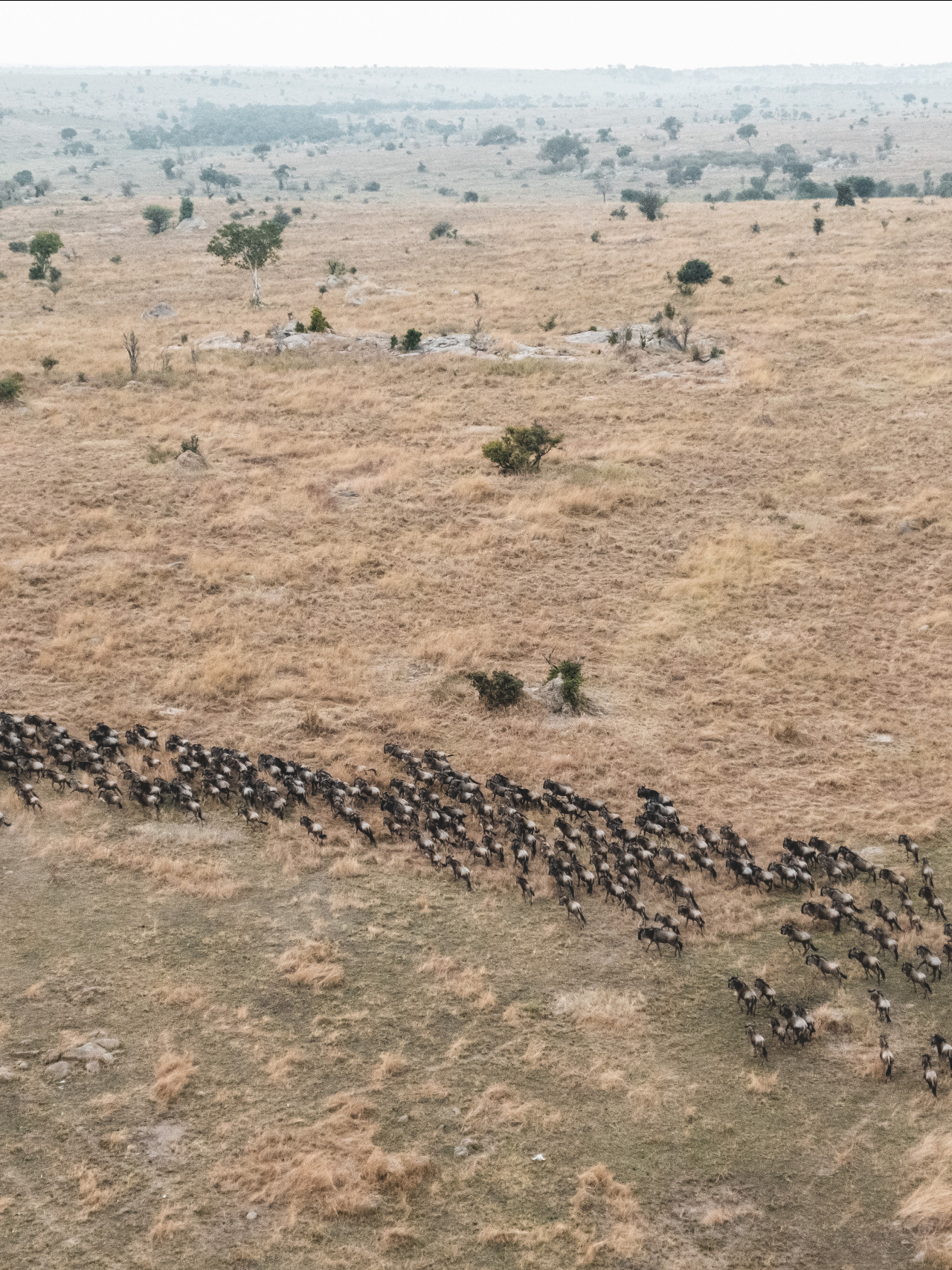 Gnuwanderung während einer Ballonsafari in der Serengeti beobachten