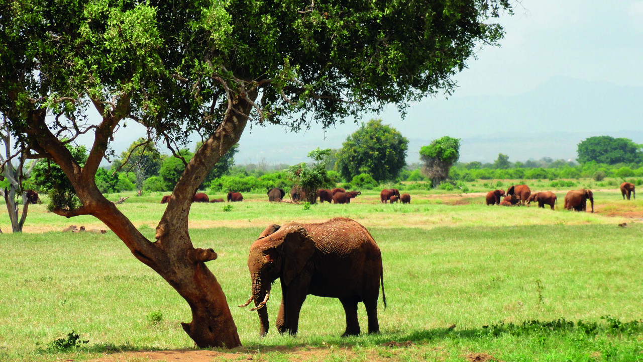 Rote Elefanten im Tsavo-Nationalpark, Kenia, unter einem Baum in weiter Savannenlandschaft.
