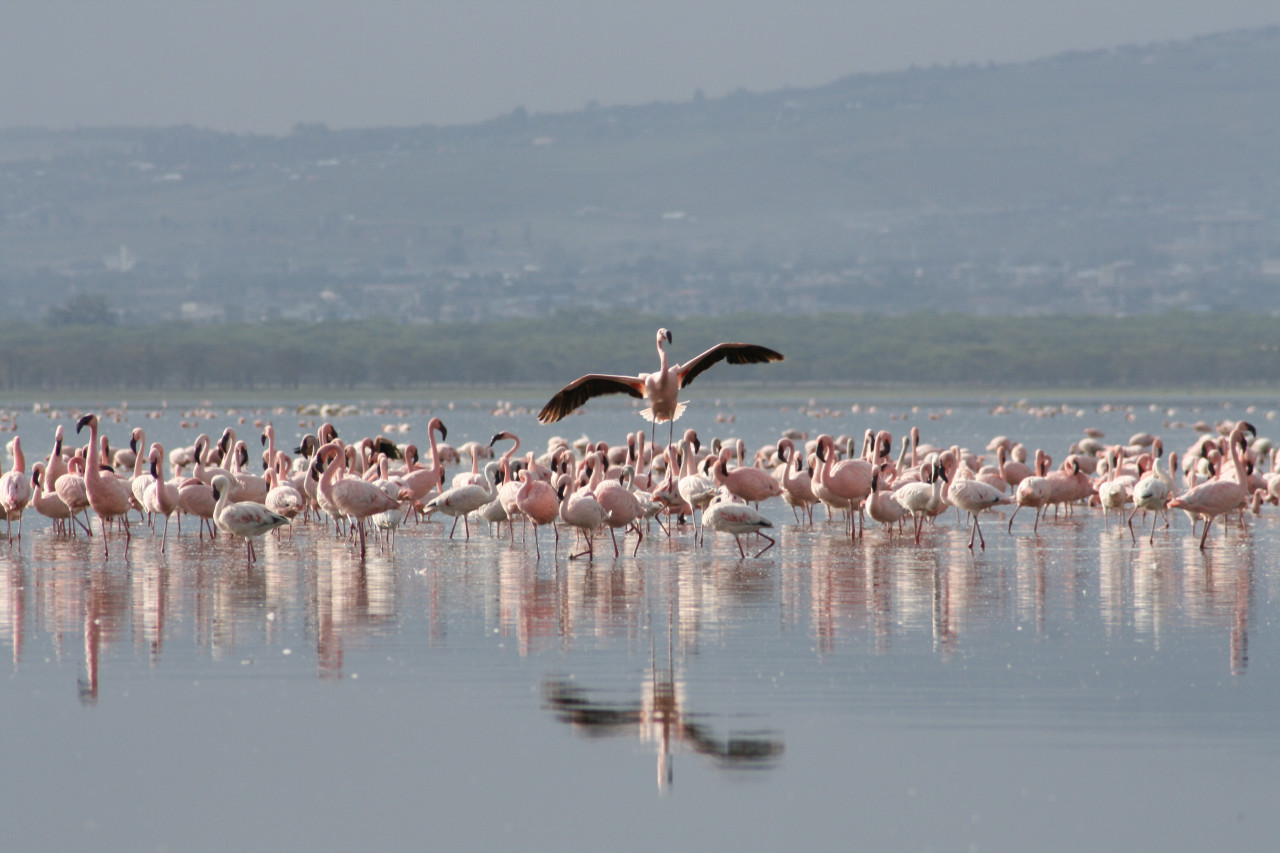 Riesiger Flamingoschwarm am Lake Nakuru in Kenia