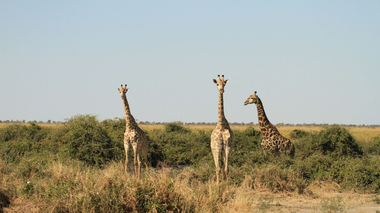Neugierige Giraffen bei Safari im östlichen Afrika