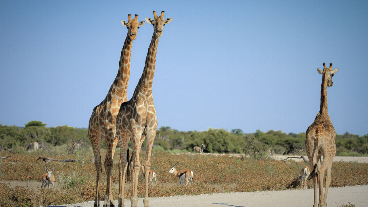 Drei Giraffen in der Savanne