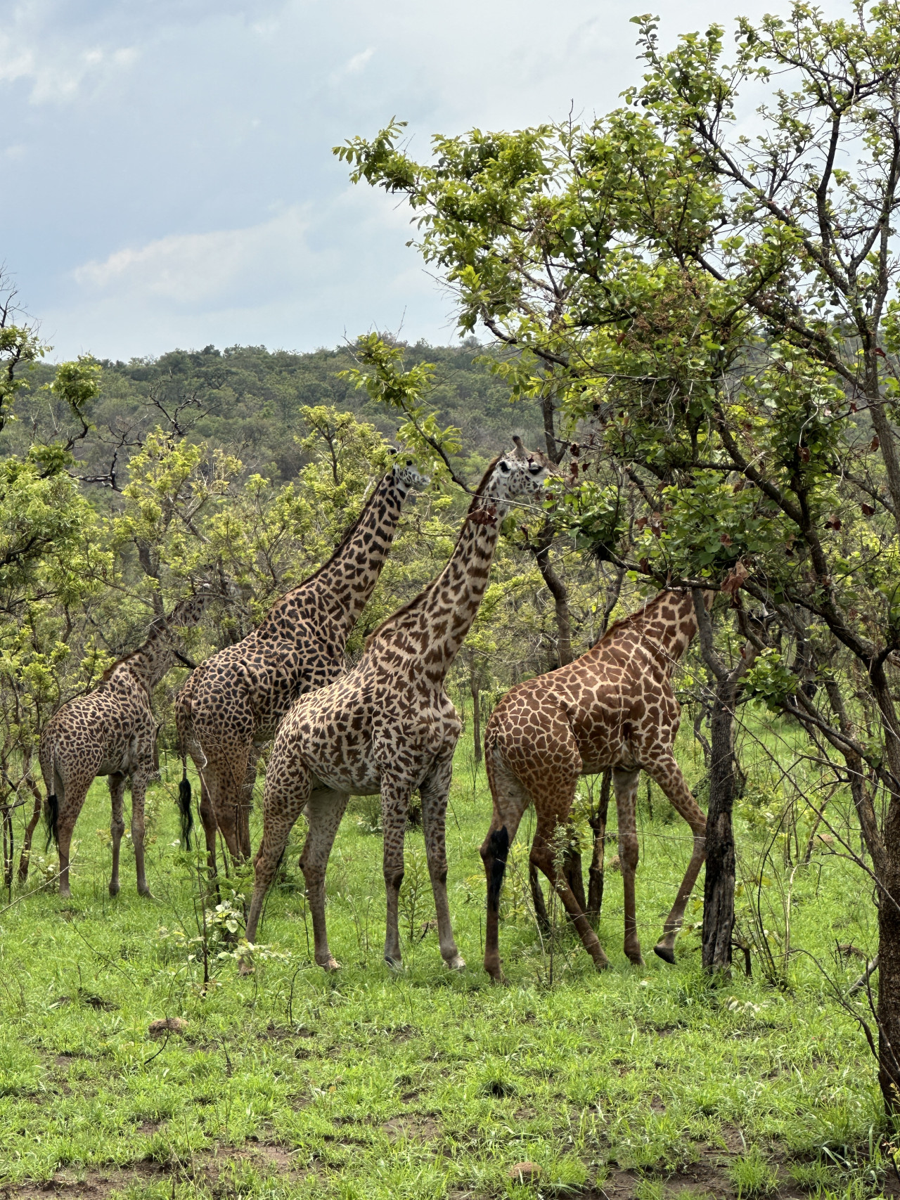 Mehrere Giraffen fressen an Bäumen im grünen Busch