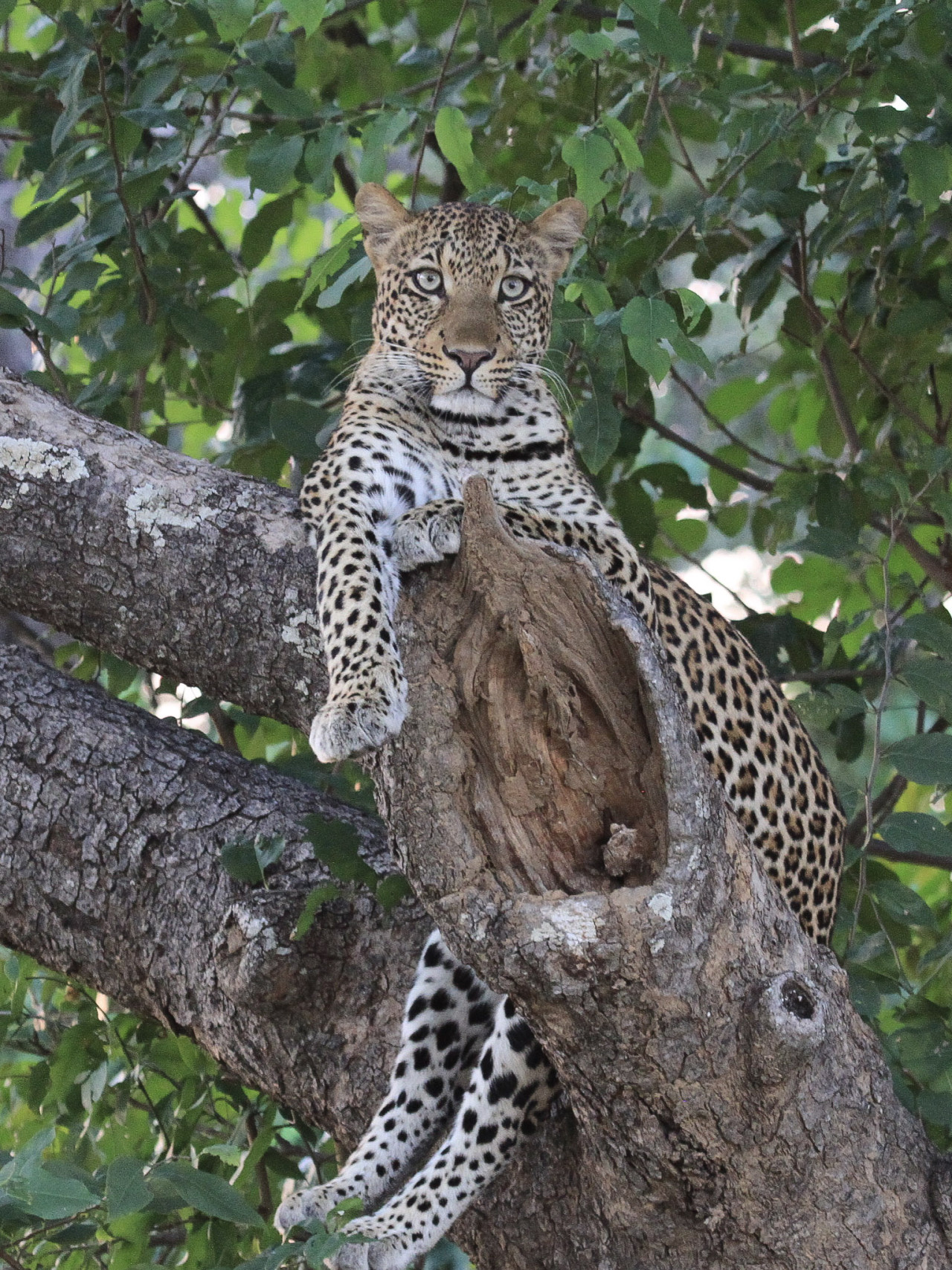 Leopard während Safari im Okavango Delta, Botswana