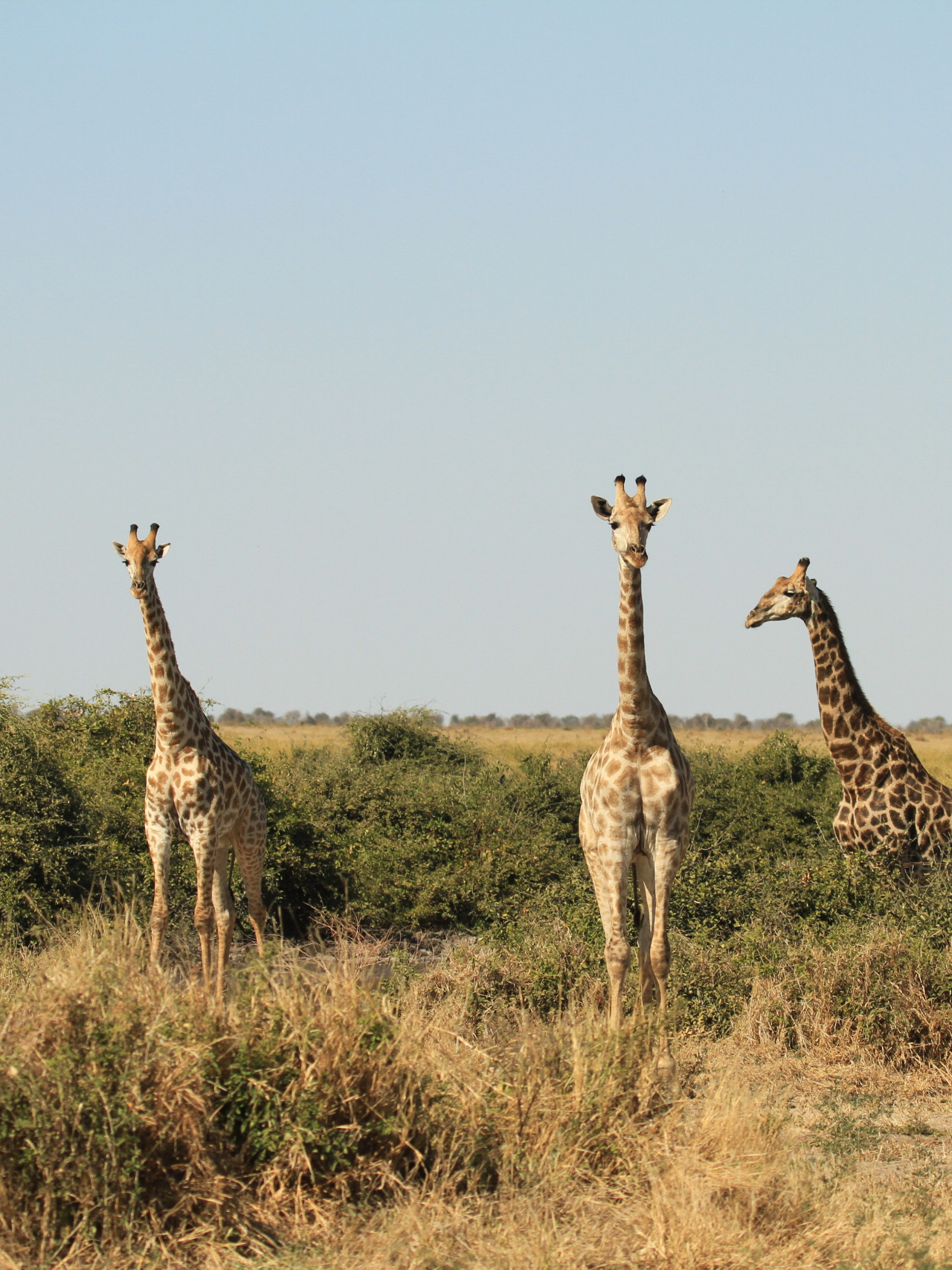 Neugierige Giraffen bei Safari im östlichen Afrika