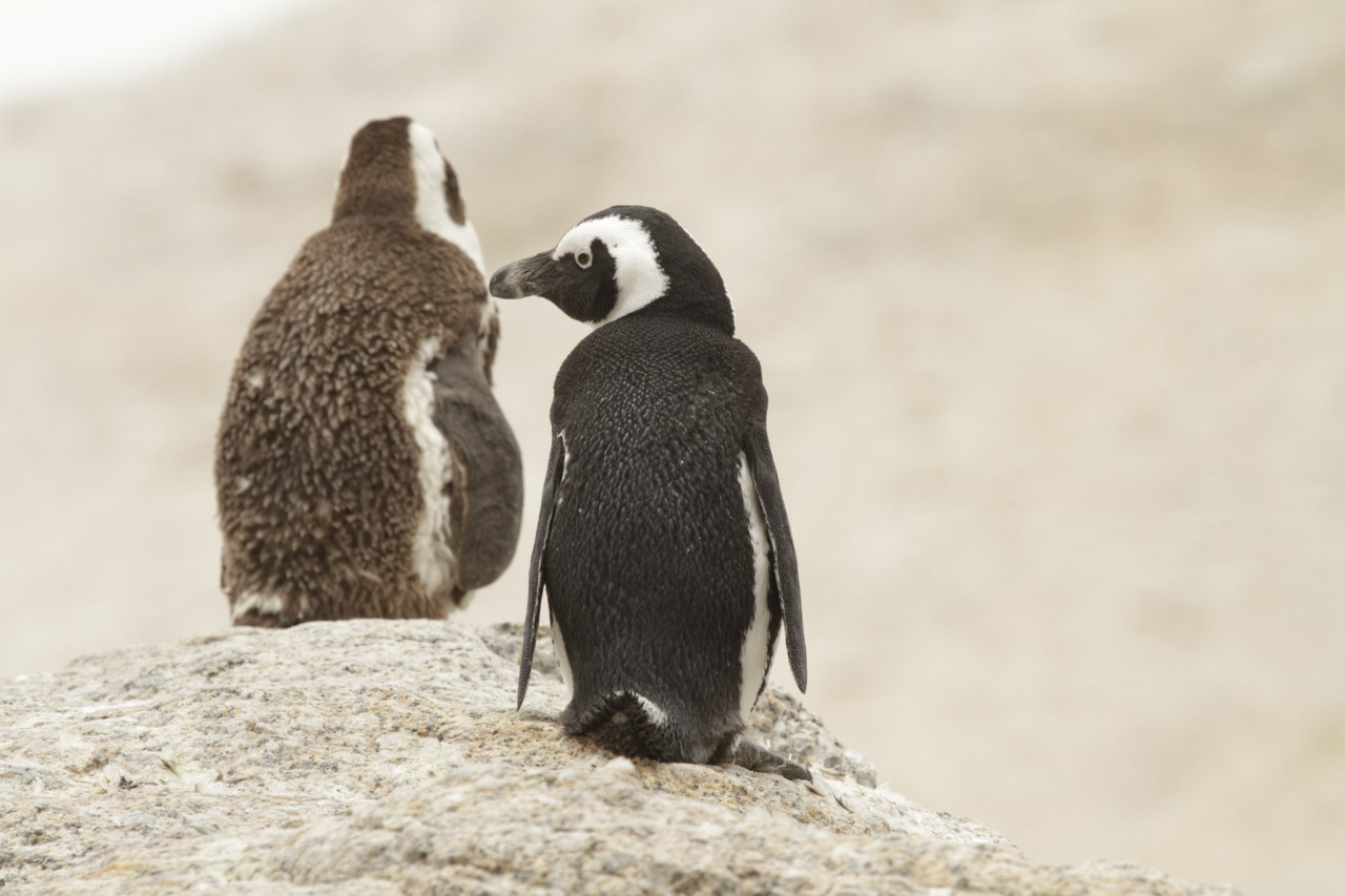 Karibu Safaris entdeckt Pinguin in Südafrika