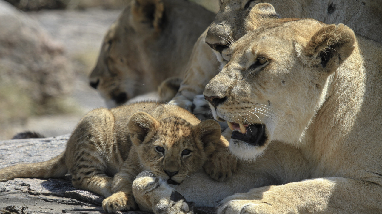 Löwenbaby bei Safari in der Serengeti, Tansania, mit Karibu Safaris