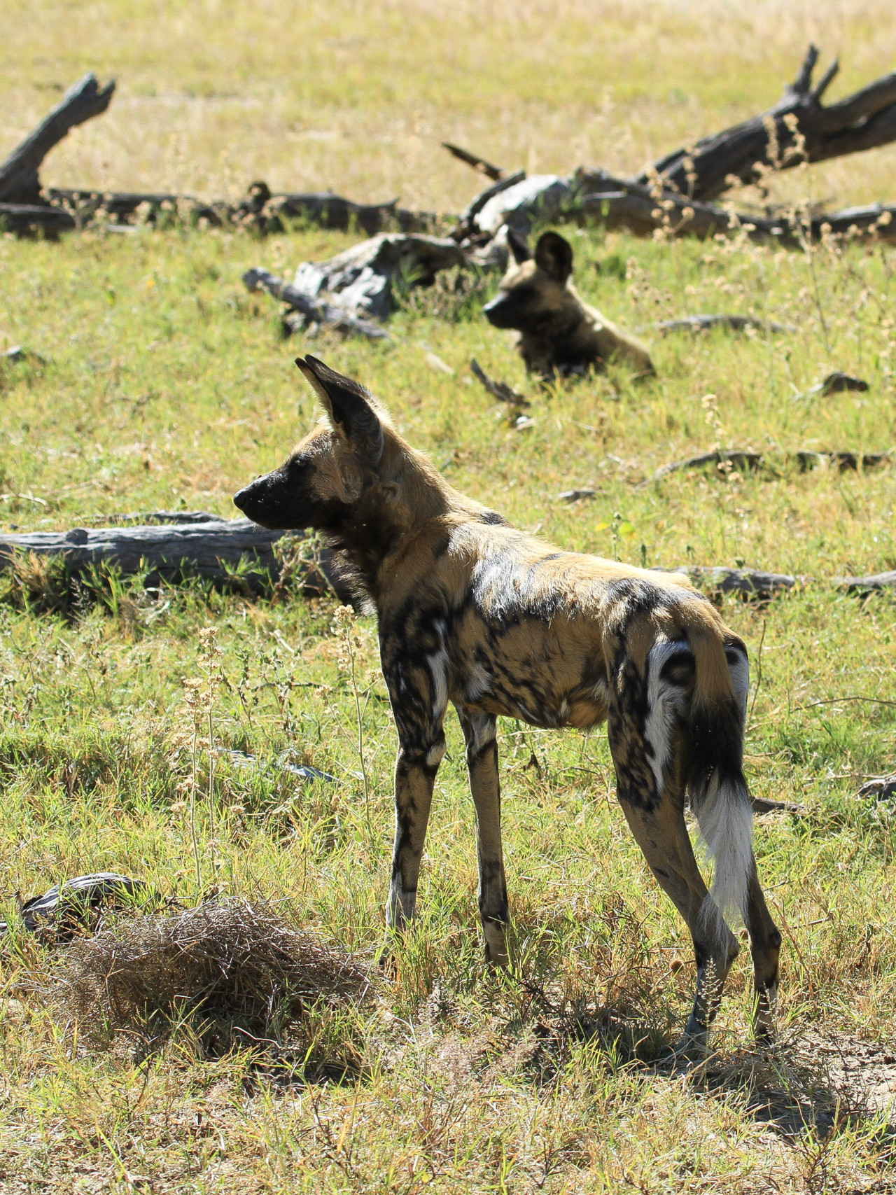 Seltene Beobachtung von Wildhunden bei Safari im südlichen Afrika