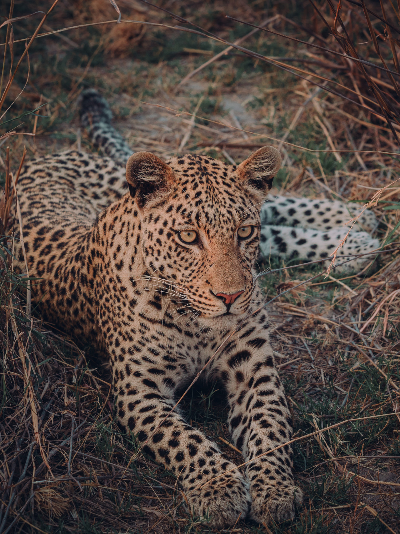 Leopard liegt im Gras während einer Safari in Afrika
