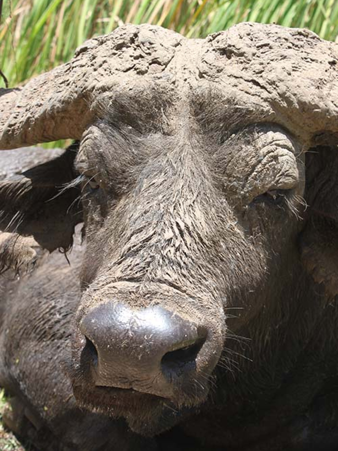 Schlammiger Büffel bei Safari im südlichen Afrika