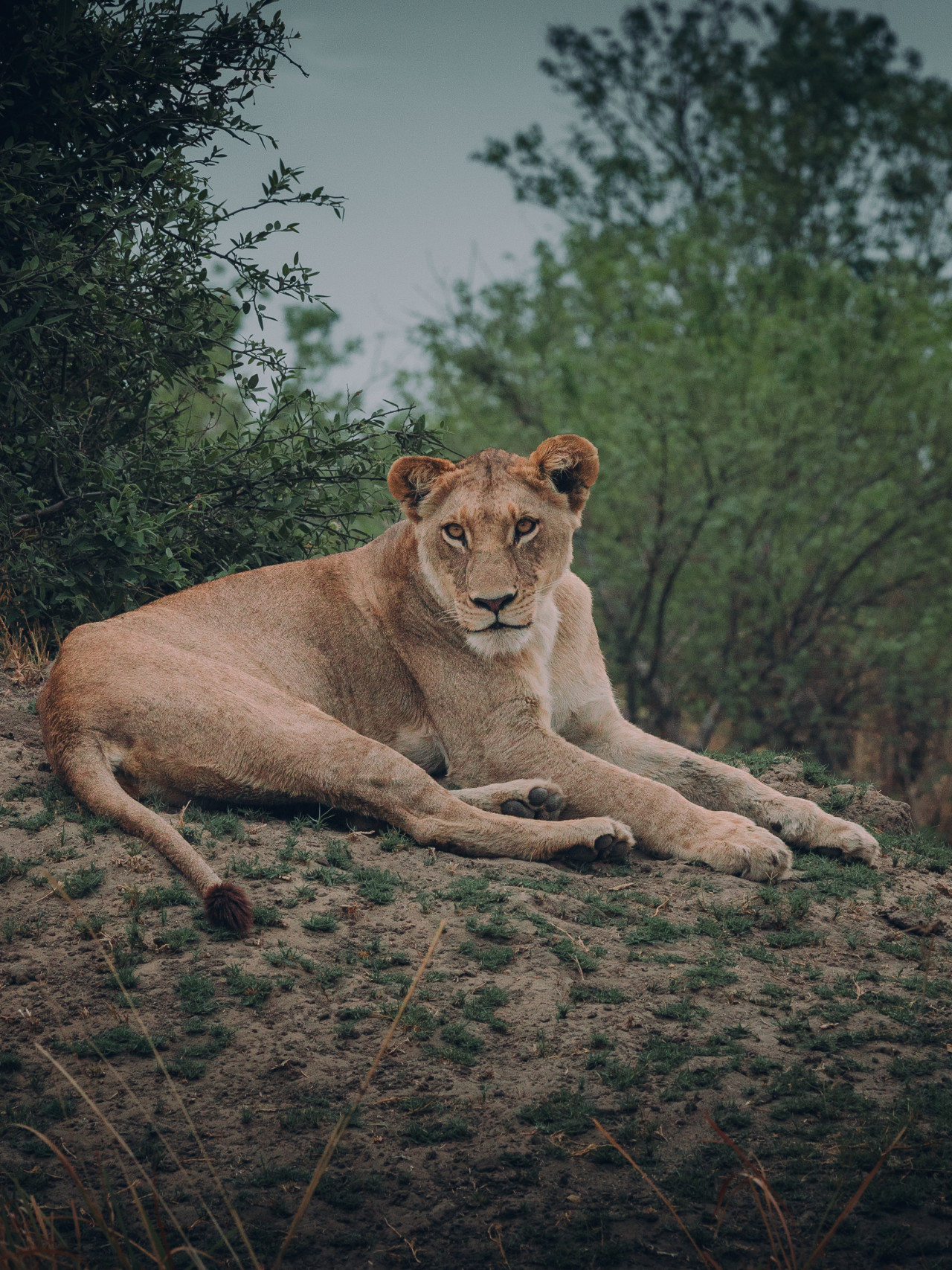 Wachsame Löwin auf Anhöhe in der afrikanischen Wildnis – Safari-Tierbeobachtung.