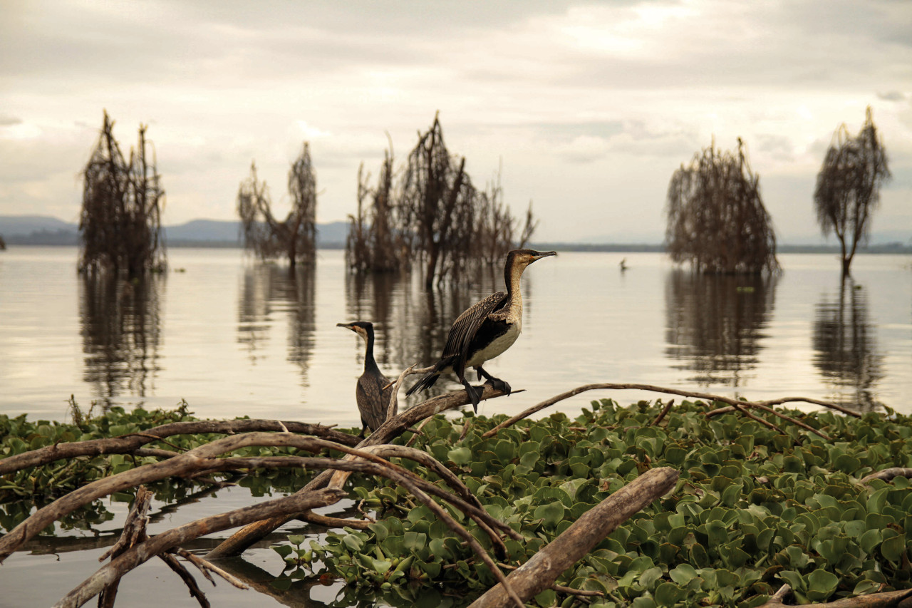 Vögel am Lake Naivasha