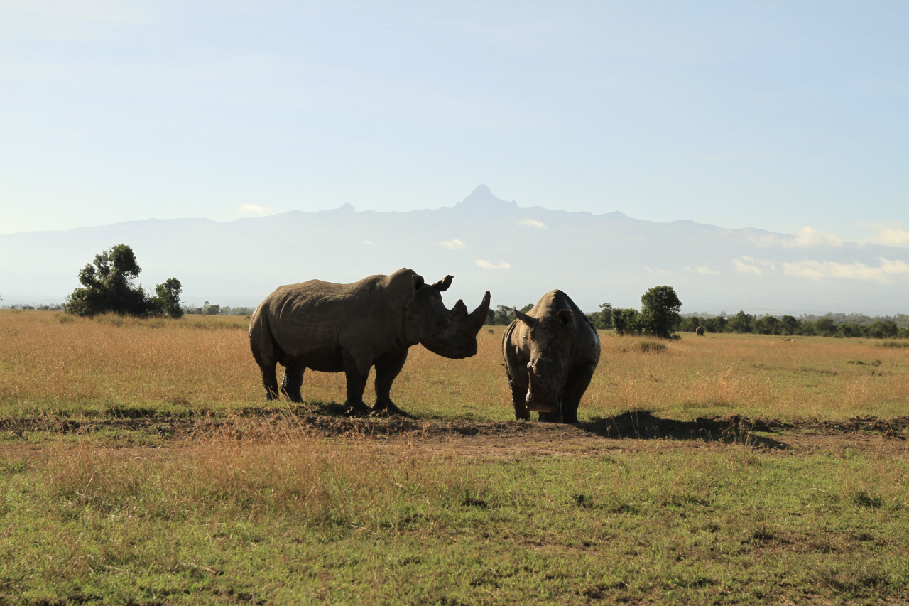 Zwei Nashörner im Ol Pejeta Conservancy in Kenia mit Blick auf den Mount Kenya