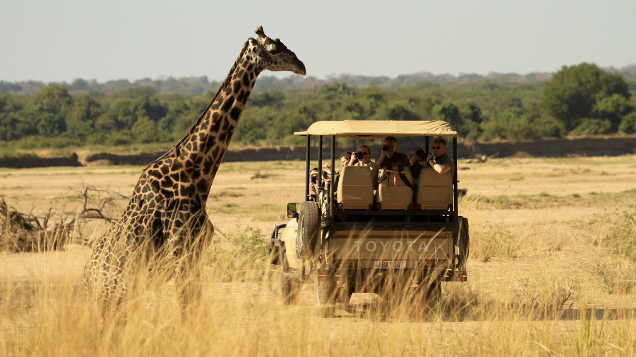 Giraffe vor einem Safarifahrzeug in offener Landschaft