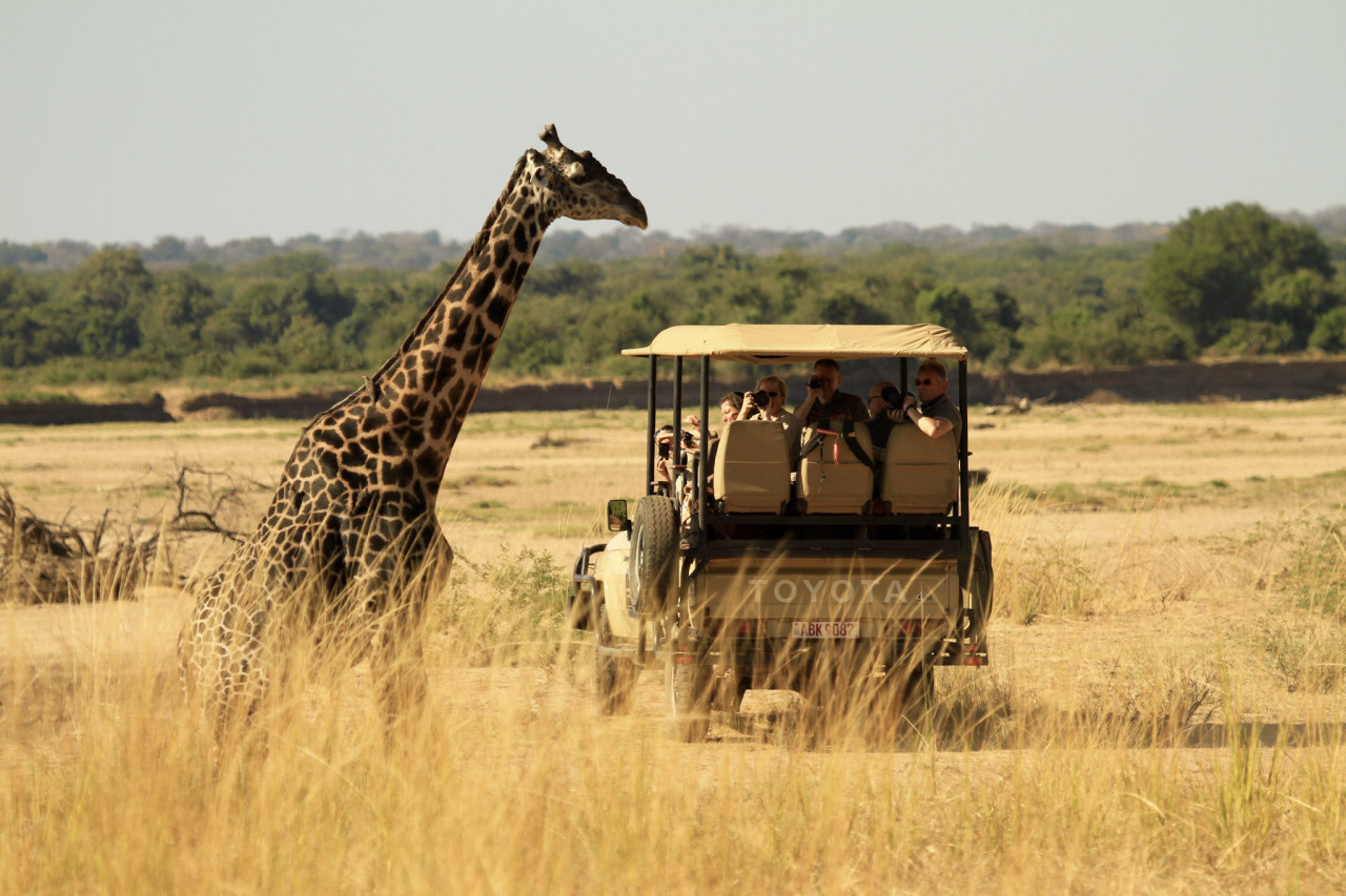 Giraffe vor einem Safarifahrzeug in offener Landschaft