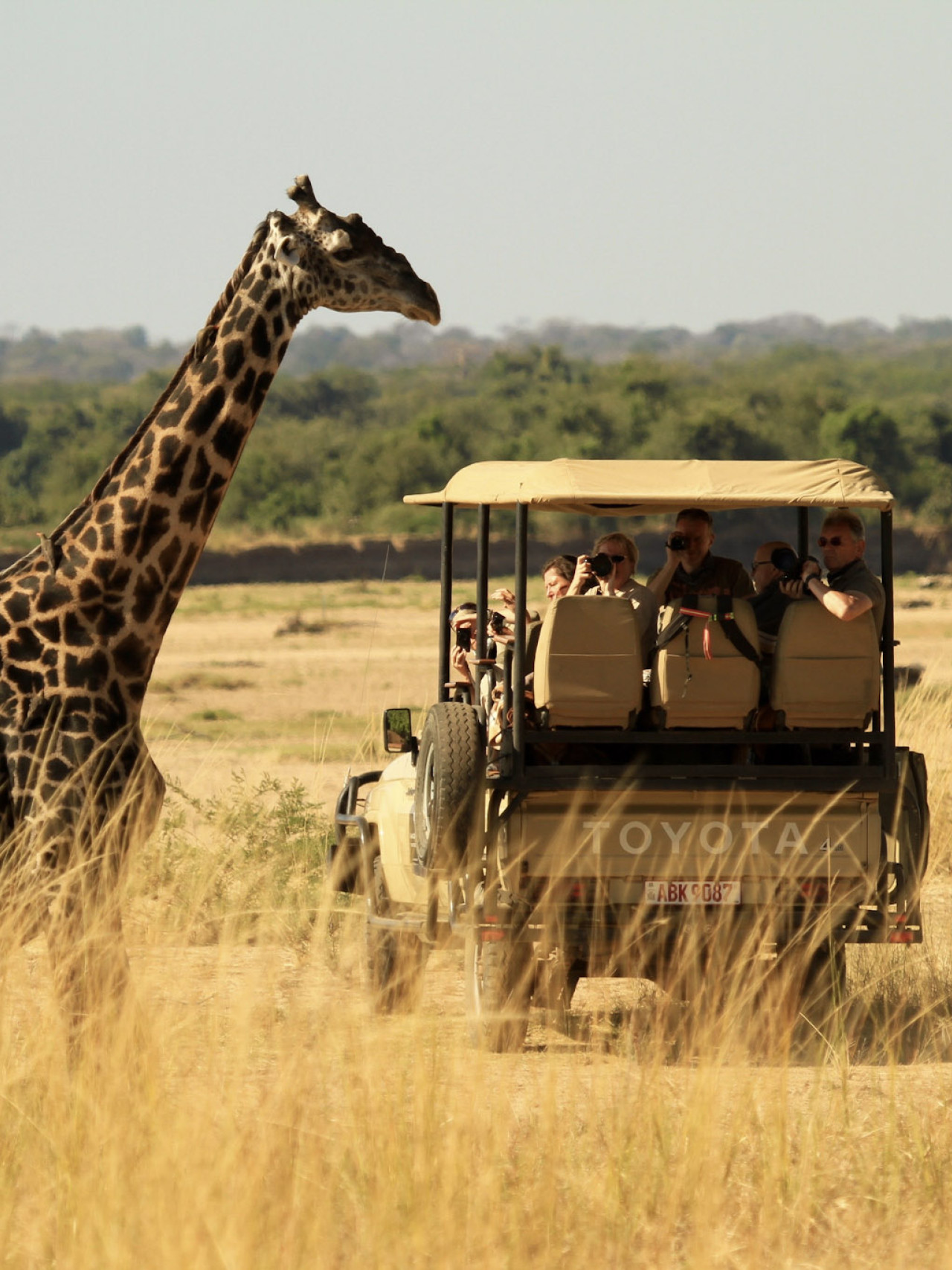 Giraffe vor einem Safarifahrzeug in offener Landschaft