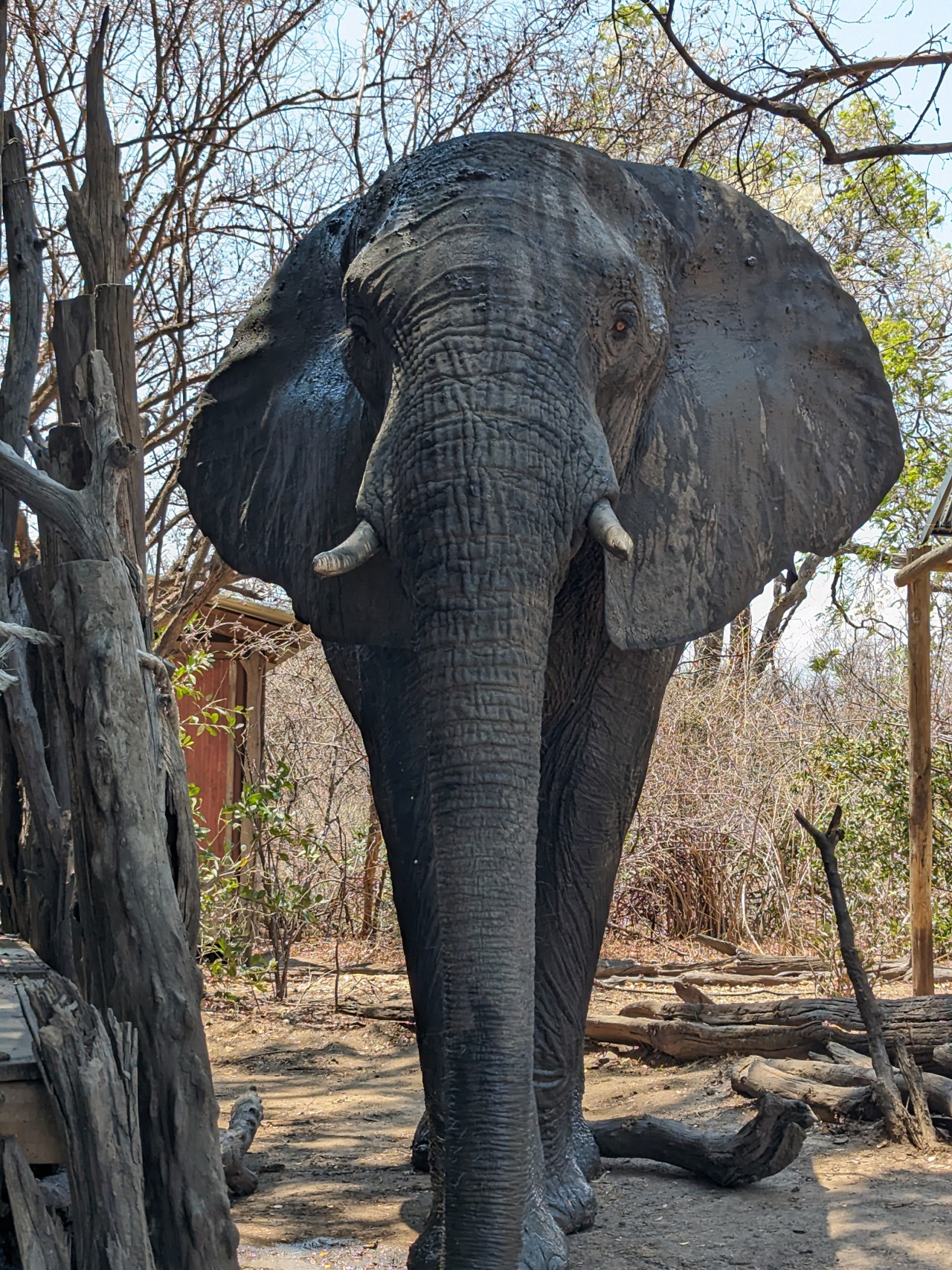 Elefant besucht ein Camp während der Safari