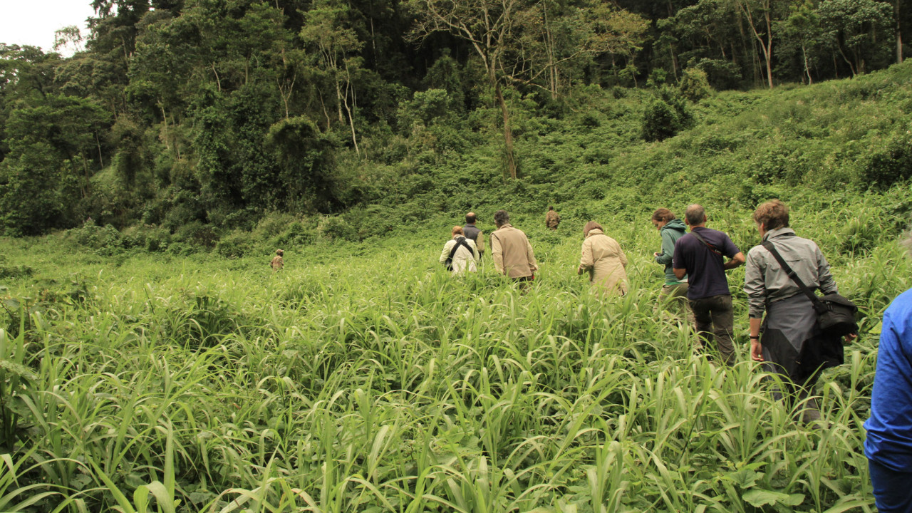 Gruppe von Wanderern im dichten Regenwald des Bwindi-Nationalparks