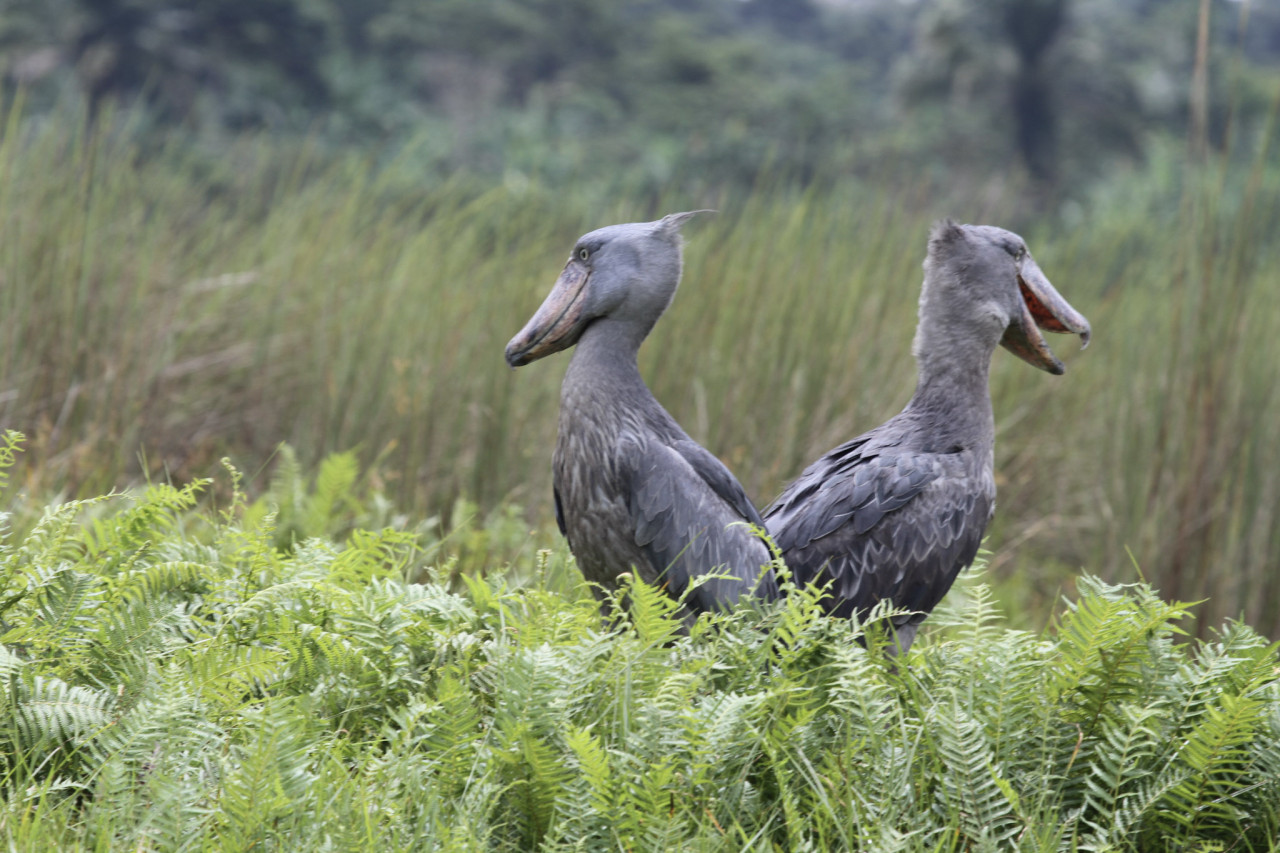 Zwei seltene Schuhschnabel-Störche im Semliki Nationalpark in Uganda