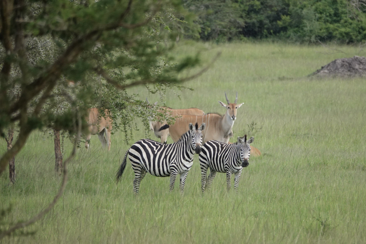 Zebras und Elands im Lake Mburo Nationalpark in Uganda