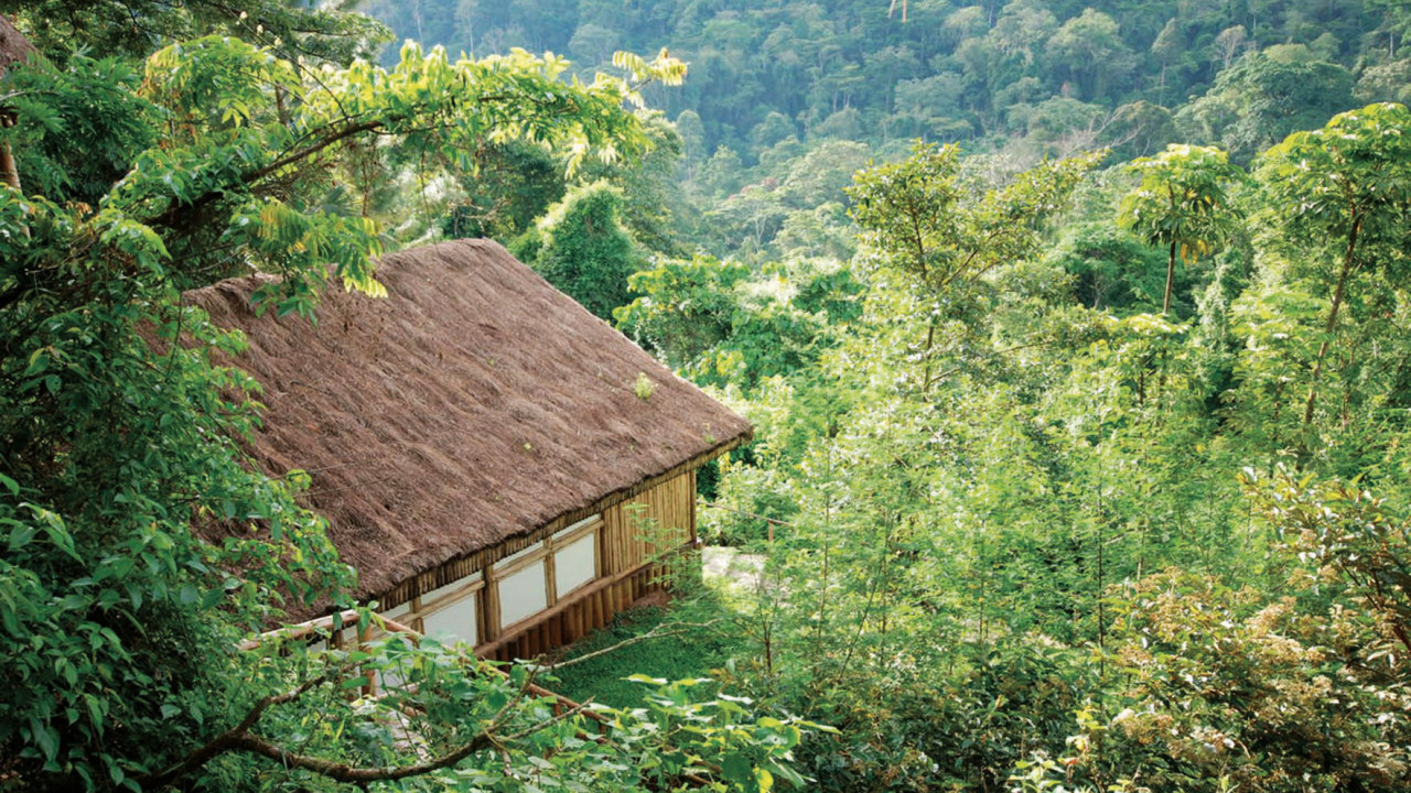 Abgeschiedene Lodge mit Strohdach mitten im grünen Bwindi Forest in Uganda – Natur pur erleben