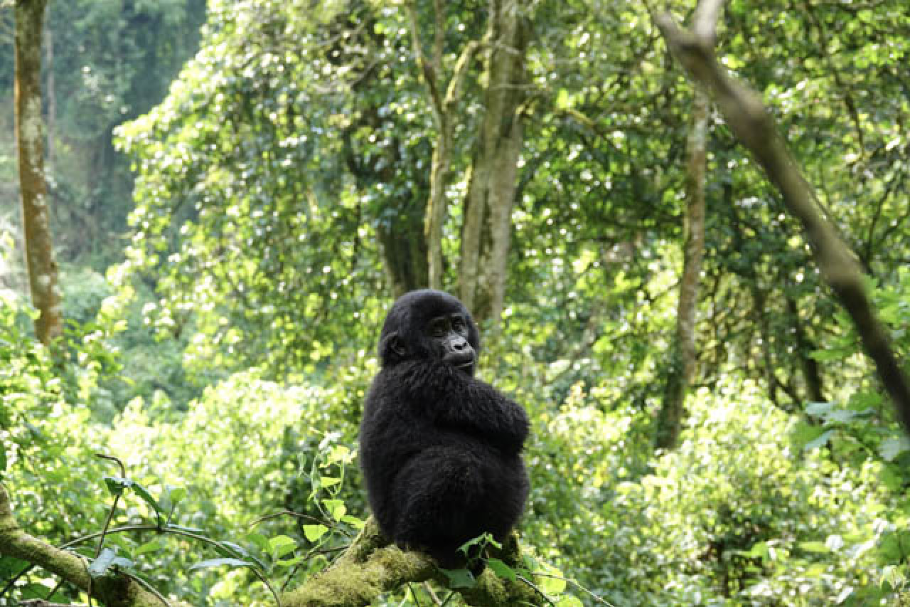 Junger Berggorilla im dichten Regenwald des Bwindi Impenetrable Nationalparks in Uganda