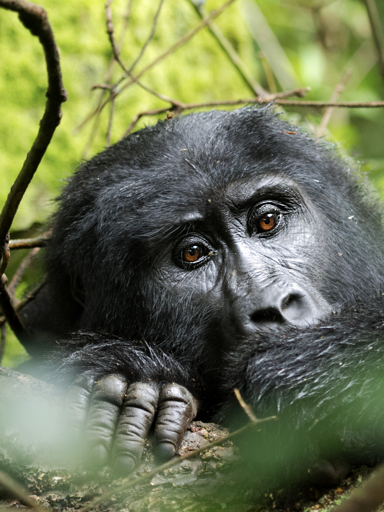 Ruhender Gorilla im Regenwald von Uganda