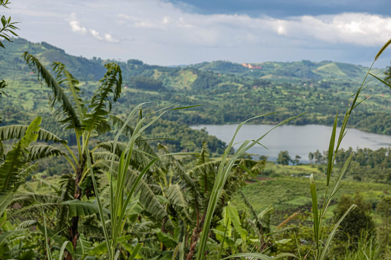 Blick auf einen See eingerahmt von grünen Bananenpflanzen in Uganda