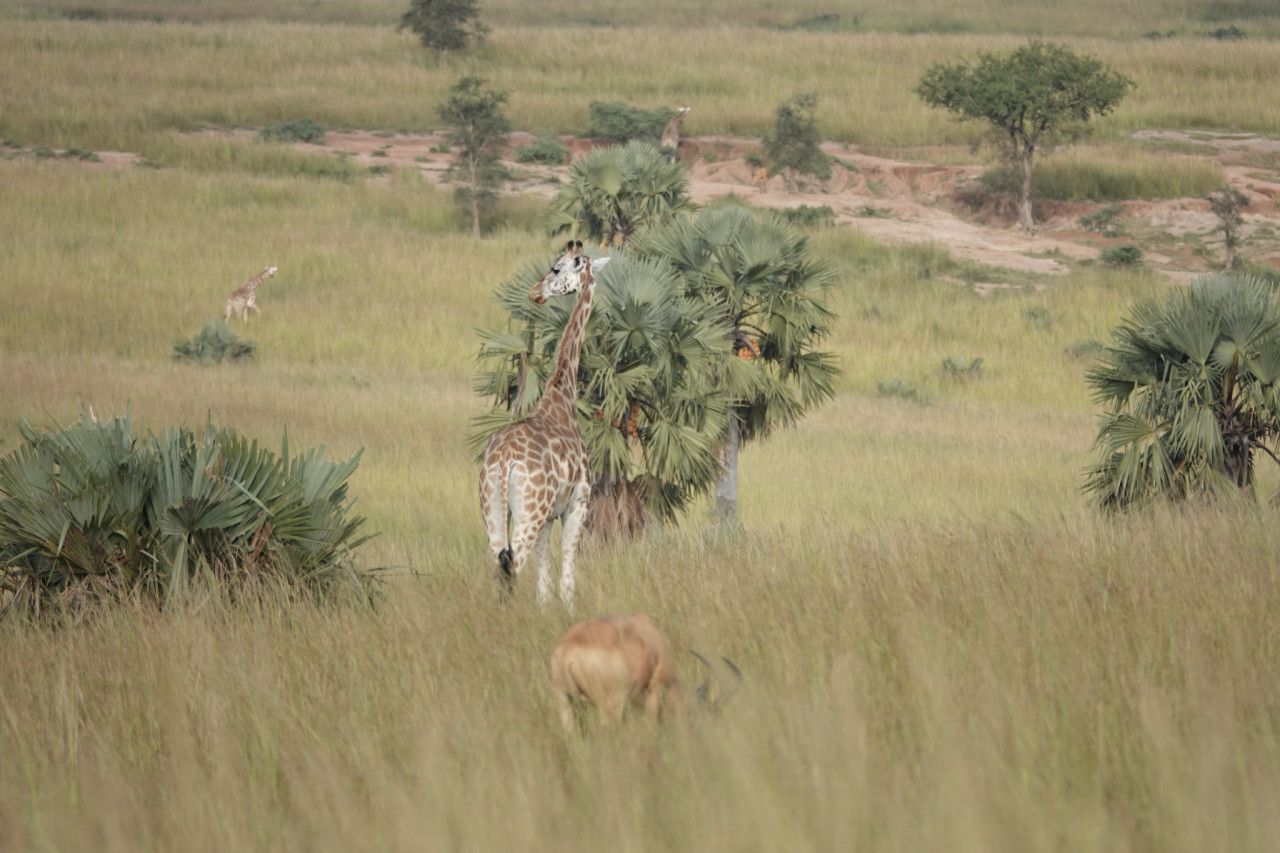Giraffen und eine Antilope in der Savannenlandschaft Ugandas
