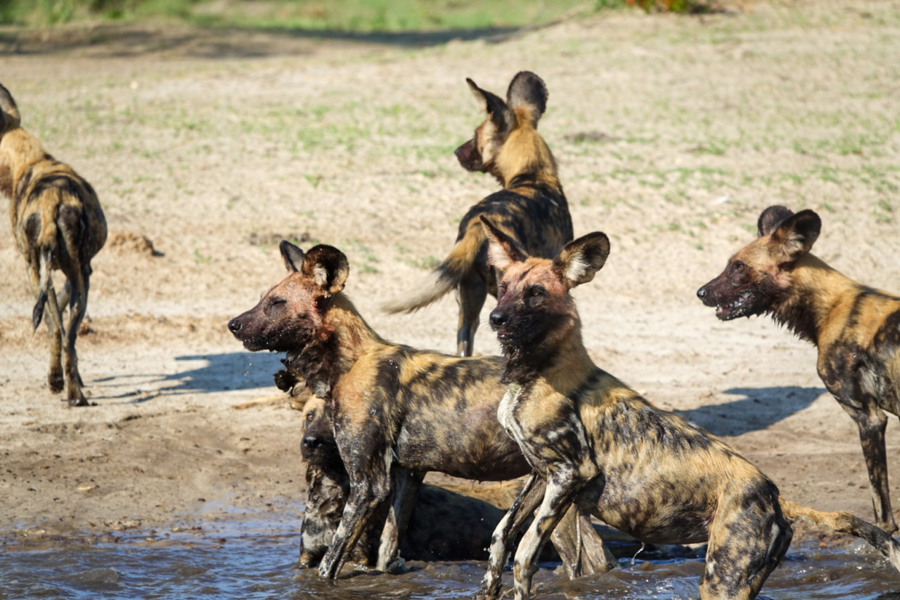 Afrikanische Wildhunde am Wasserloch im Nationalpark