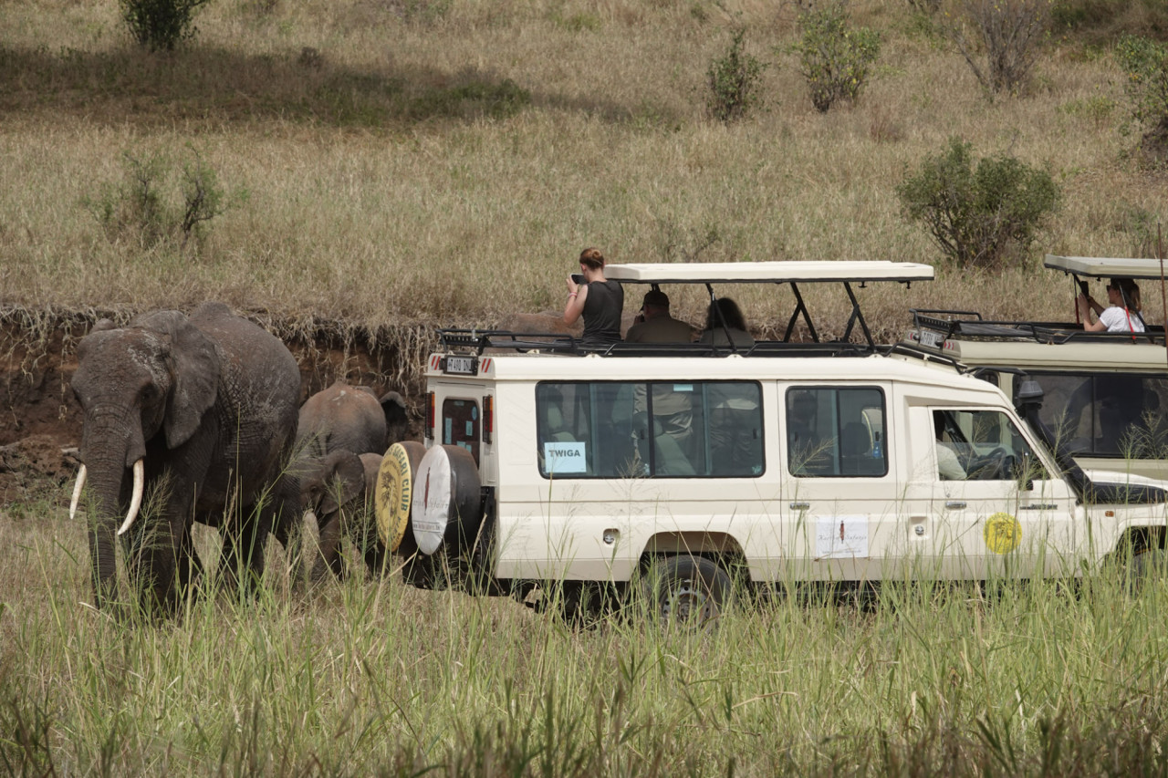 Elefantenherden in Tarangire