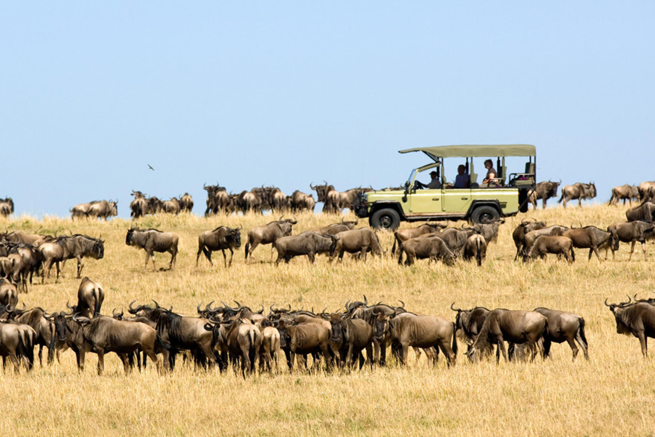 Die besten Chancen die Große Tierwanderung zu sehen