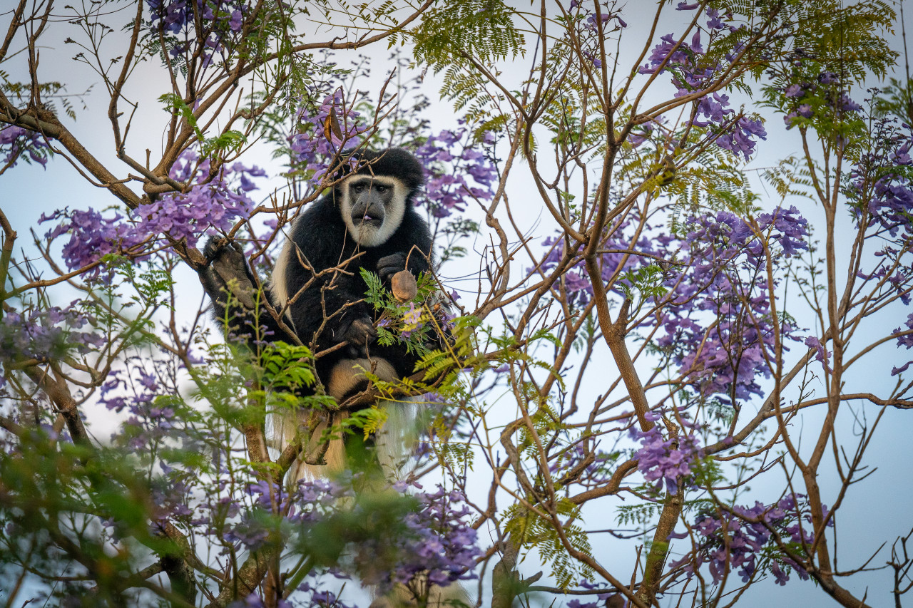 Häufig besuchen Colobus-Monkeys die Villa