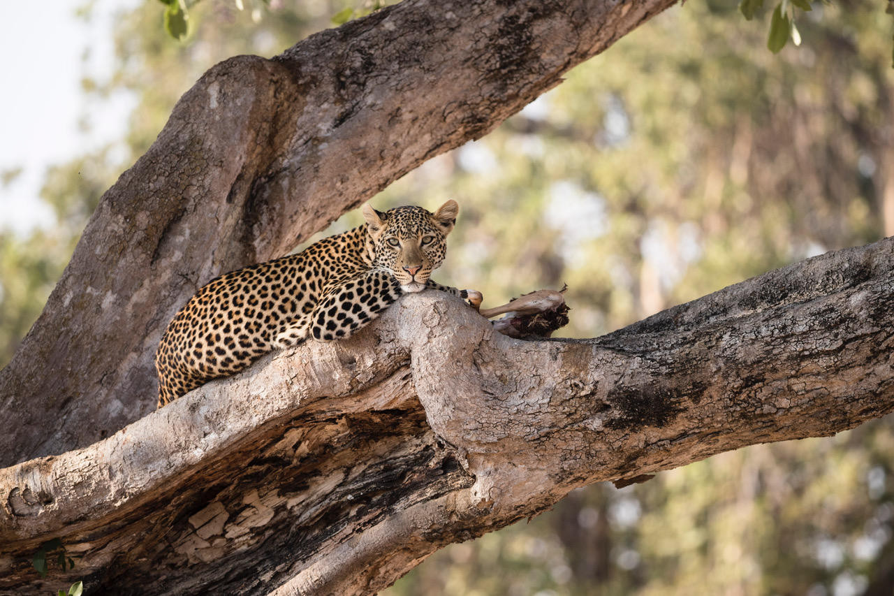 Hervorragende und spannende Tierbeobachtungen
