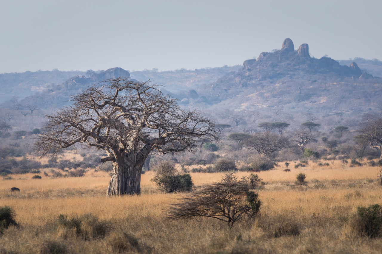 Fantastische Landschaft mit Felsen und Baobabs