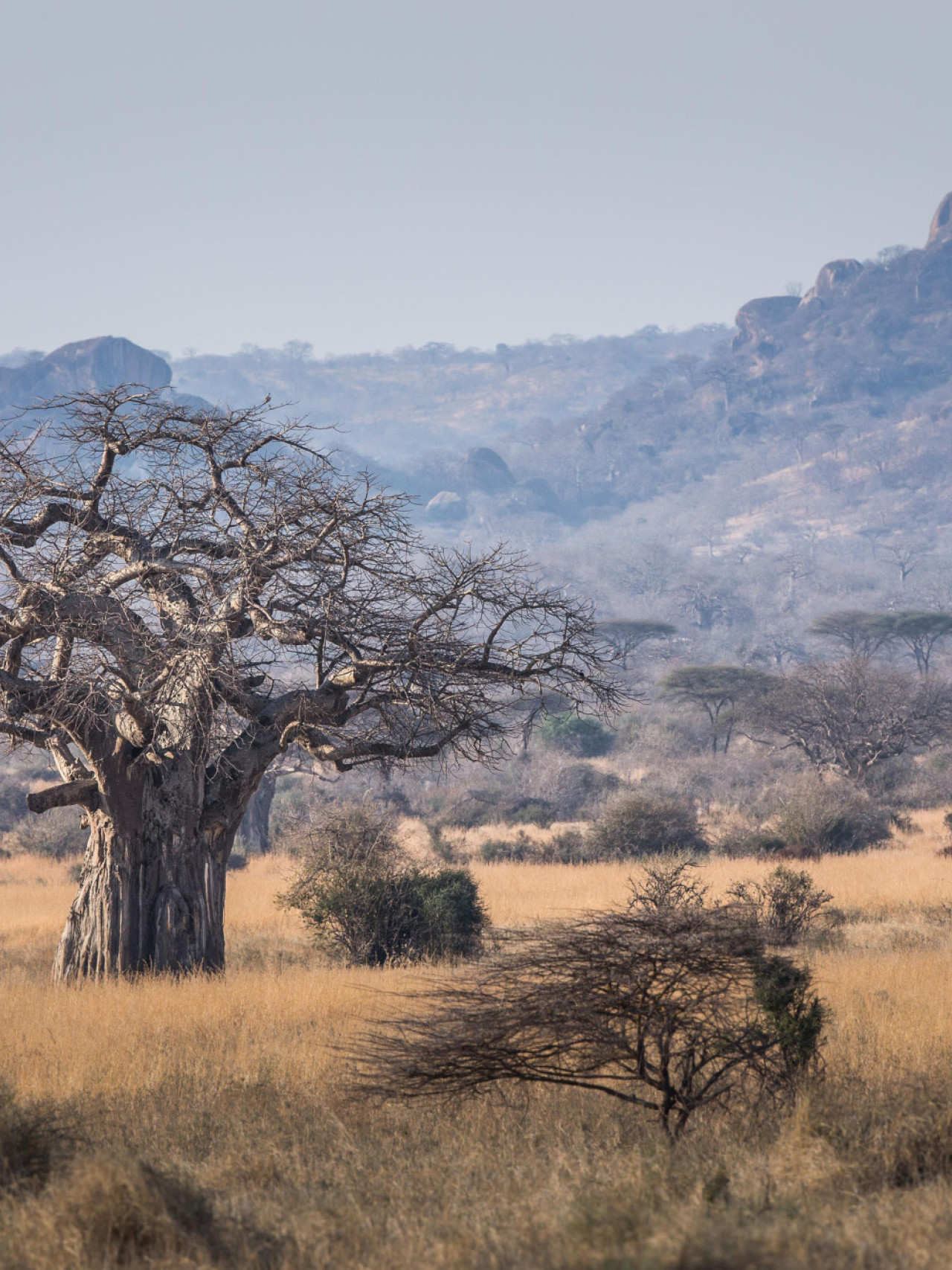 Fantastische Landschaft mit Felsen und Baobabs