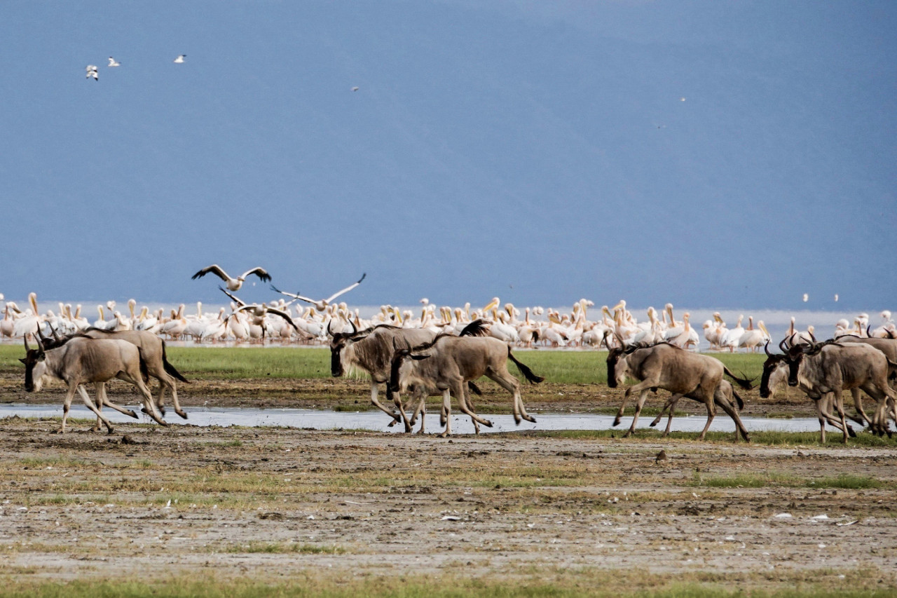 Gnus und Flamingos am Lake Manyara