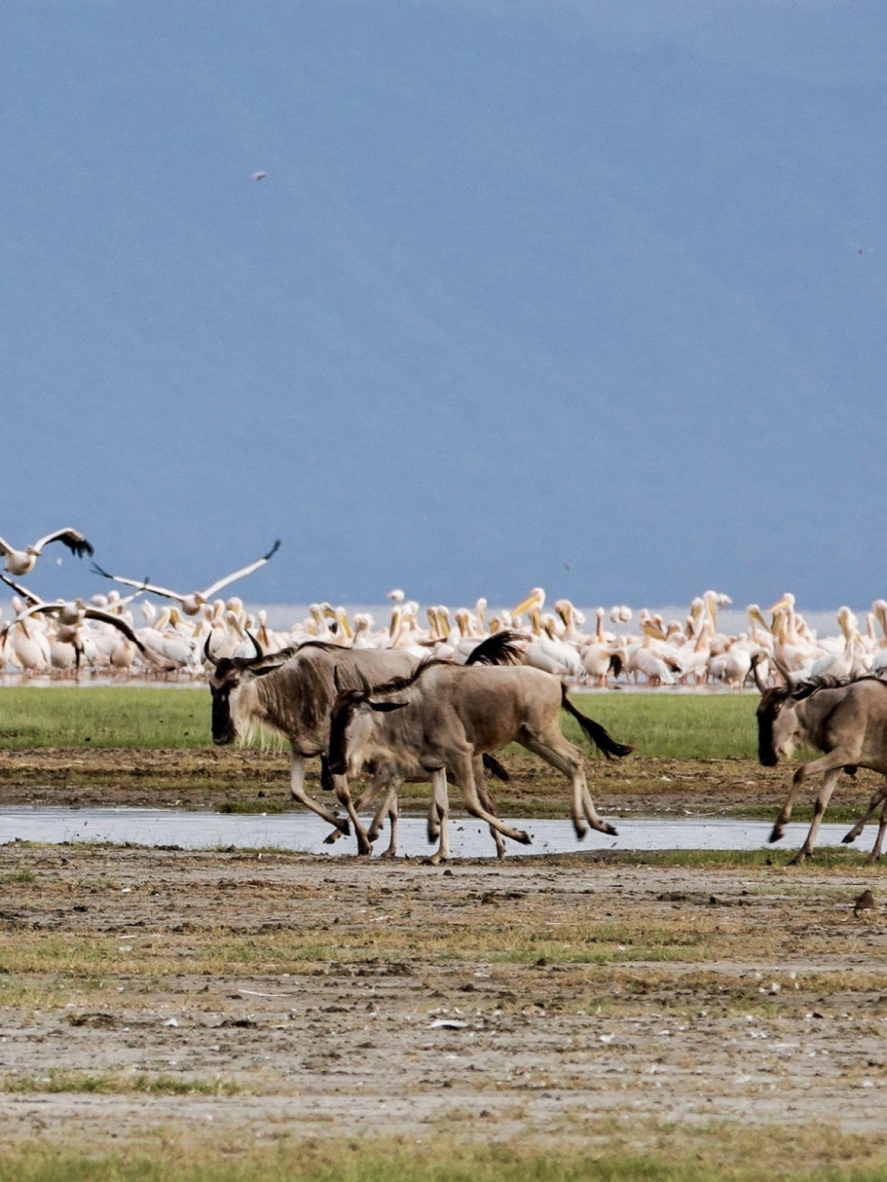 Gnus und Flamingos am Lake Manyara