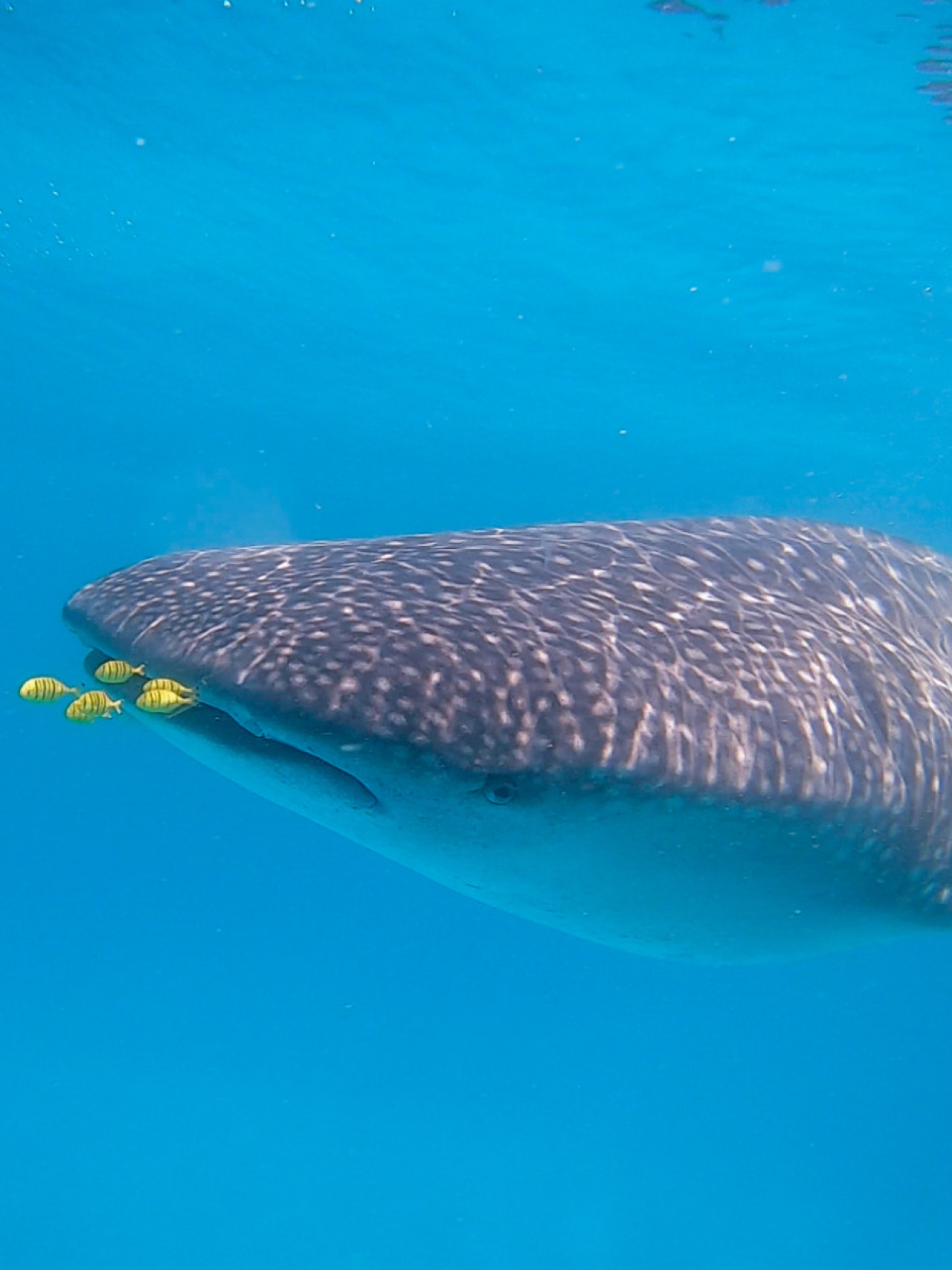 Fantastische Erlebnisse in der Unterwasserwelt