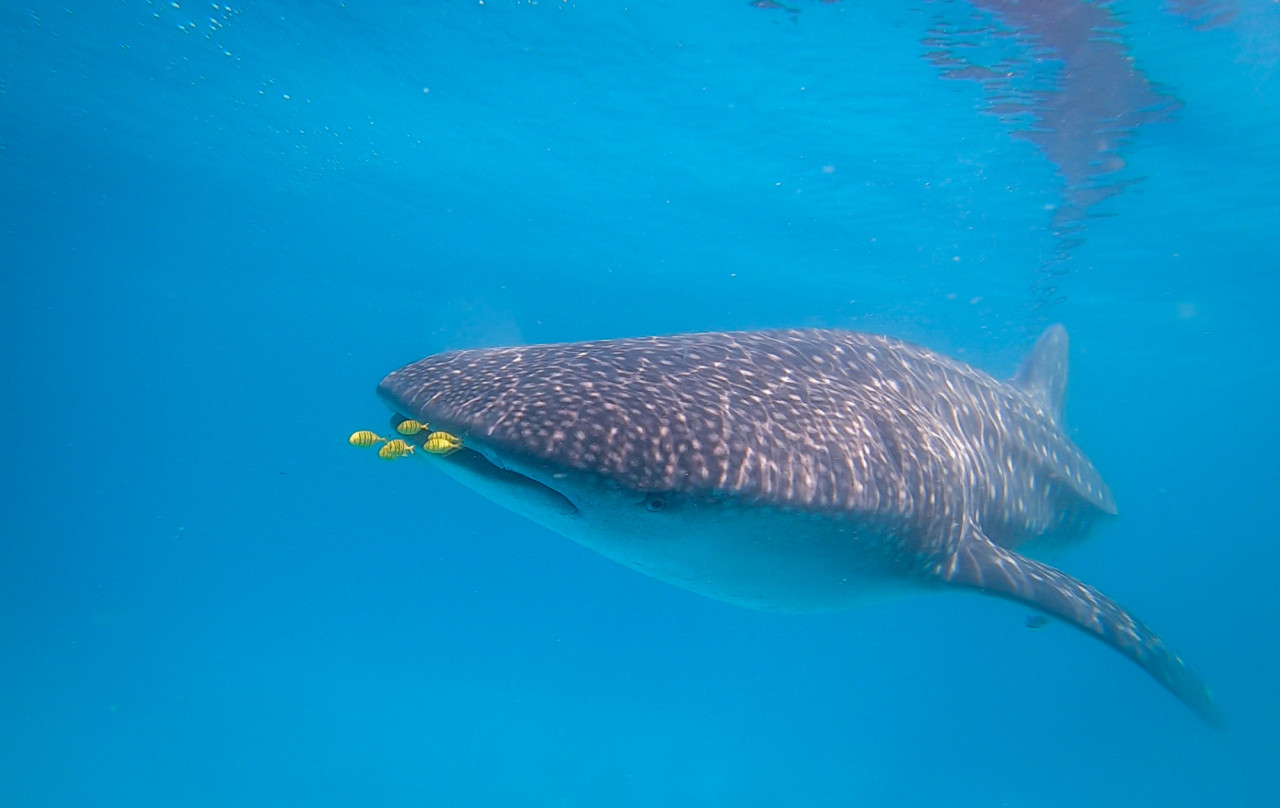 Fantastische Erlebnisse in der Unterwasserwelt