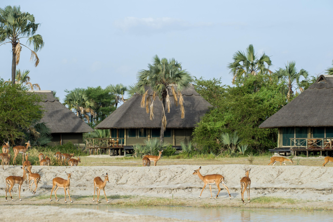 Impalas, Zebras, Warzenschweine direkt vor den Cottages