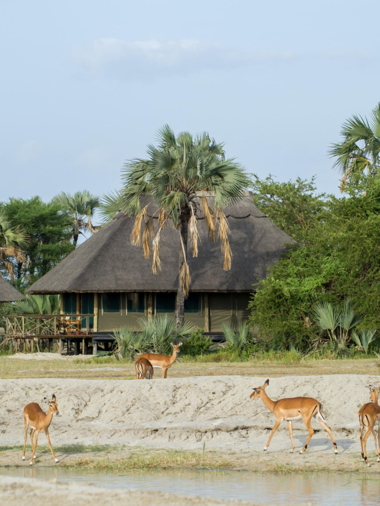Impalas, Zebras, Warzenschweine direkt vor den Cottages