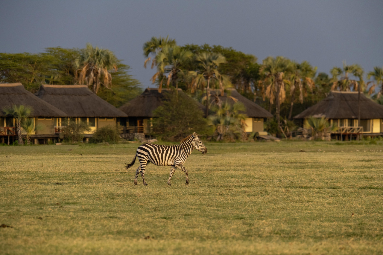 Wildlife zum Anfassen im Grasland vor den Cottages