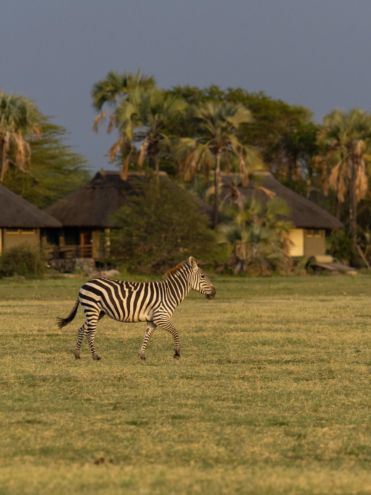 Wildlife zum Anfassen im Grasland vor den Cottages